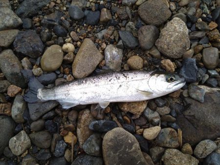 甘くない渓流管釣り